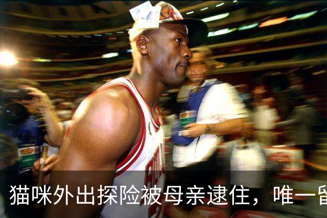 猫咪外出探险被母亲逮住，唯一留守者却自得其乐